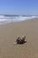 Closeup view, conch shell on sand, Mediterranean beach.