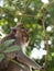 Closeup view of a crab-eating long-tailed macaque Macaca fascicularis ape primate in Ubud Monkey Forest Bali Indonesia