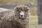 A closeup view of a cute Australian sheep with Merino wool