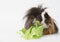 Closeup view of cute home pet guinea pig of two month old eating green salad leaves with appetite