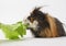 Closeup view of cute home pet guinea pig of two month old eating green salad leaves with appetite