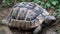 Closeup view of a cute little turtle walking in grass toward the camera. Wild animal crawling in danger, natural environment.