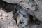 Closeup view of cute meerkat suricat at Limassol zoo