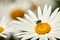 Closeup view of a daisy in a backyard garden in summer. Daisies represent innocence, purity and are used for medicinal