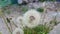 Closeup view of Dandelion (Taraxacum) or blow ball white fluffy plant against green background