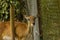Closeup view of deer in zoo malacca, malaysia