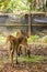 Closeup view of deer in zoo malacca, malaysia