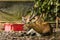 Closeup view of deer in zoo malacca, malaysia