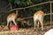 Closeup view of deer in zoo malacca, malaysia