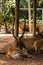 Closeup view of deer in zoo malacca, malaysia