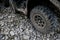 Closeup view of dirty muddy quad bike tire. Off-road extreme transportation for adventurous lifestyle. Dirt on tires after riding