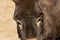 Closeup view of a donkey head with long ears and sad eyes