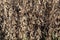 Closeup view of dried soybeans on the stalk ready for harvest