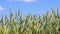 Closeup view of ears of wheat sway in the wind against blue sky.