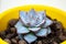 Closeup view on Echeveria derenbergii in a yellow pot with soil. An evergreen perennial succulent, the painted-lady