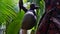 Closeup view of the enormous fruit of lodoicea in the tropical rainforest on Praslin island, Seychelles.