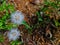 Closeup view of an erect herbaceous names Senecio vulgaris