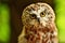 Closeup view of the eyes of a saw whet owl staring at viewer