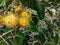 Closeup view of famous tropical fruits known as rambutans