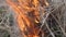 Closeup view of female hands set fire to matches. Set fire to dry grass.