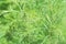 Closeup view of figured fresh long grass