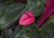 Closeup view of a Flamingo-lily, anthurium andraeanum, inside the Jewel Box in Forest Park in Saint Louis, Missouri.