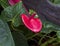 Closeup view of a Flamingo-lily, anthurium andraeanum, inside the Jewel Box in Forest Park in Saint Louis, Missouri.