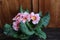 Closeup view flower primrose ,primula vulgaris.Primula is an spring flower. Primula is a genus of herbaceous flowering