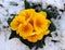 Closeup view flower primula in snow. Spring flower ornamental yellow Primula with green leafs . View from above of