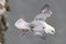 Closeup view of a flying Northern fulmar