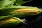 Closeup view of fresh corn