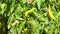 Closeup view of fresh green seedlings of pepper vegetables