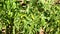 Closeup view of fresh young green seedlings of pepper vegetables.