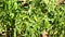 Closeup view of fresh young green seedlings of pepper vegetables