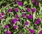 Closeup view globe amaranth, gomphrena globosa, in the gardens of the Alhambra, Granada, Spain.