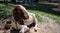 Closeup view  of goat face at feeding farm