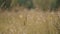 Closeup view of golden cereal crops growing in field on summer day.