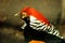 Closeup view of Golden Pheasant