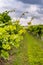 Closeup view of grapevine with vineyard in background