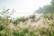 Closeup view on grass with web growing on meadow on foggy lake background