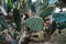 Closeup view of green cacti leaves with sharp spines. Blind prickly pear cactus field. Beautiful tropical background. Growing