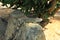 Closeup view on green cute iguana sitting on the rock