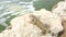 Closeup view on green cute iguana sitting on the stone. Aruba Island.