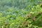 Closeup view of green elderberry plant