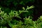 Closeup view of green garden shrubs with red berries growing outside in nature. Uncultivated wild blooms in a colorful