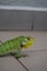 Closeup view of a green lizard with beautiful patterns.