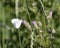 Closeup view of green-veined white butterfly feeding on a creeping thistle in Edwards, Colorado.