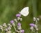 Closeup view of green-veined white butterfly feeding on a creeping thistle in Edwards, Colorado.