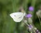 Closeup view of green-veined white butterfly feeding on a creeping thistle in Edwards, Colorado.