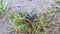 Closeup view of a grey black hornworm eating green leaves in a farmland